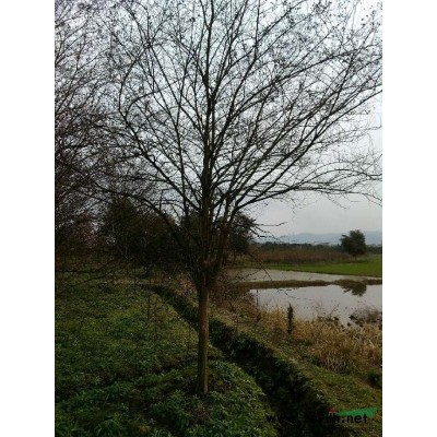 馬褂木、無患子、黃山欒樹