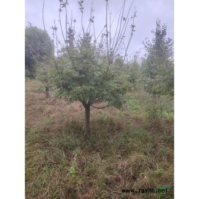 大量出售各種規格日本紅楓，三季紅楓，中國紅楓，羽毛楓，雞爪..