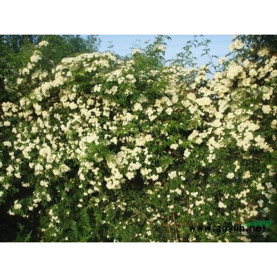 馬褂木*新價格/馬褂木報價