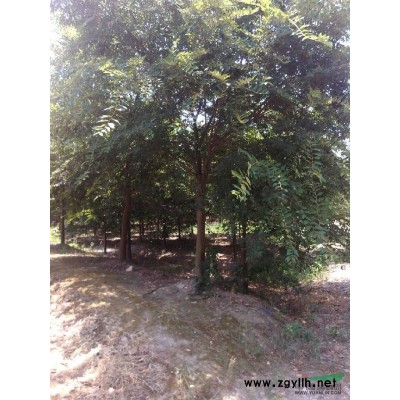 浙江嵊州竹君花木場常年提供5-30公分精品杜英