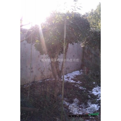 3-4CM桂花，10-18CM樟樹