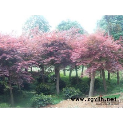 大量供應八公分以上各種規格嫁接紅楓