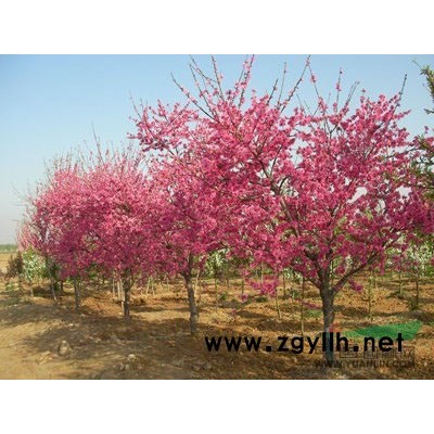 美國紅楓批發基地，易成活的北美海棠*