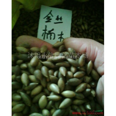 銷售*彩色觀葉樹種，‘美國紅楓種子 ’，支持貨到付款