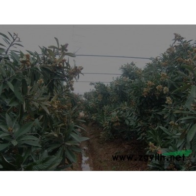 湖北紅葉李2介紹