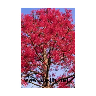 美國紅楓、檀香、黑木相思