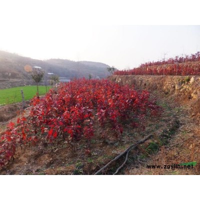 美國紅楓，美國紅楓種子，美國紅楓小樹苗