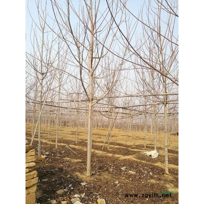 山東供應4公分以上美國紅楓，北美海棠，白蠟，法桐