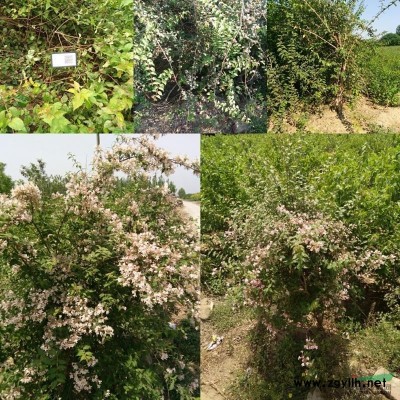 絢麗海棠 北美海棠 海棠 紫葉矮櫻 太陽李 紅葉李