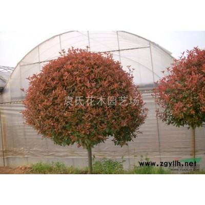 供應浙江地區紅葉李 浙江紅葉李價格批發 出售紅葉李供應