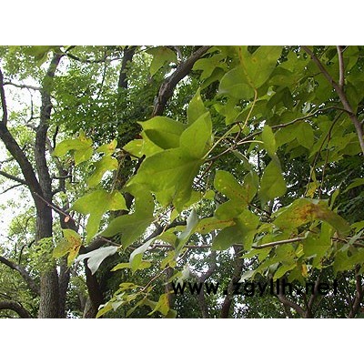 珊瑚樸、紅葉李、深山含笑、無患子