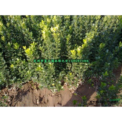 連翹叢生連翹東北連翹
