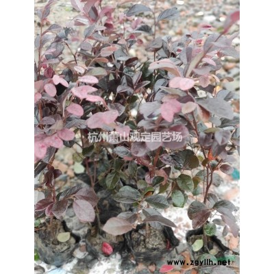 杭州供應紅葉石楠工程.H60—70cm。H80—100cm高。P30cm優質小毛球