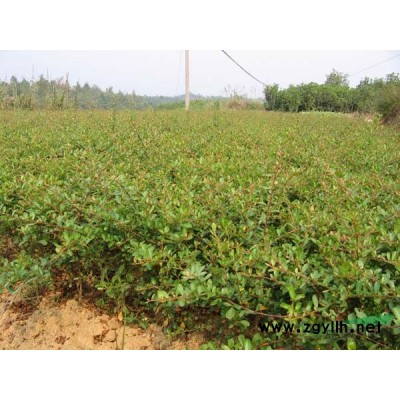 江蘇獨桿紅葉石楠價格是多少