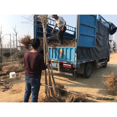 櫻花，櫻花苗，紅葉石楠實球