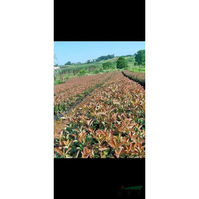 湖北地區(qū)供應(yīng)25-45公分紅葉石楠