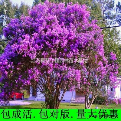 *發(fā)貨安徽紅葉石楠樹苗重慶紅葉石楠苗成都紅葉石楠樹苗江西..