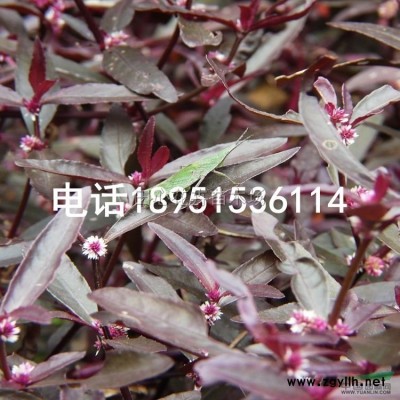 連翹苗基地直銷 價格優(yōu)惠