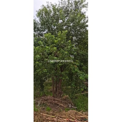 上海紅葉石楠球價格優惠/上海紅葉石楠球報價