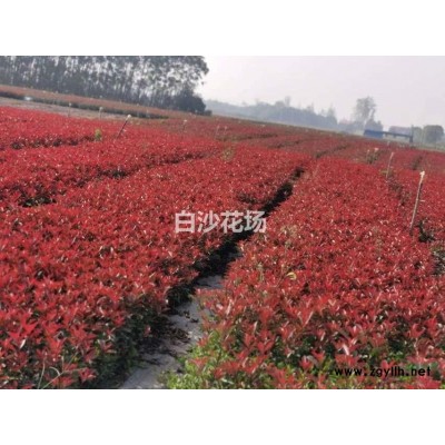 紅葉石楠基地直銷