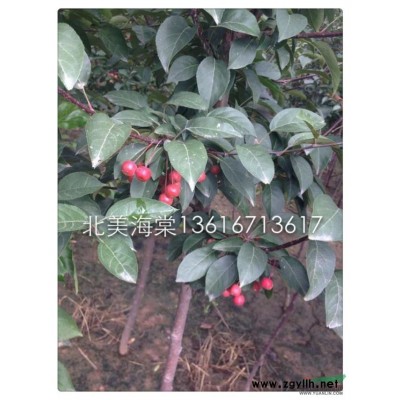 紅葉石楠（小杯苗）0.67元