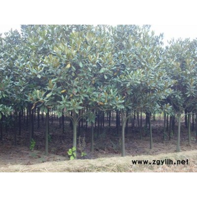 紅葉石楠球便宜甩售