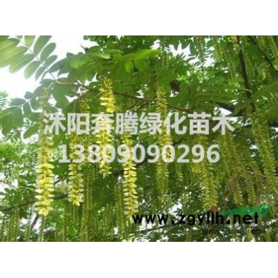 紅葉石楠、金葉蕕、紅帽月季、八仙花、法國冬青