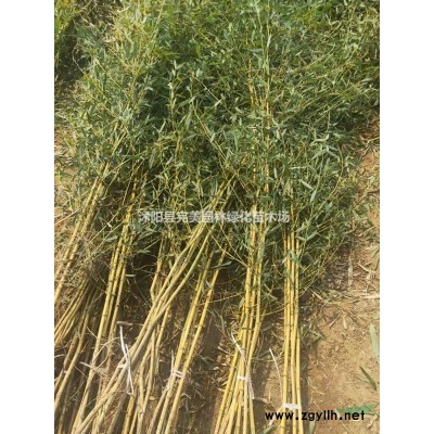 金森女貞球  金森女貞球基地  金森女貞球基地