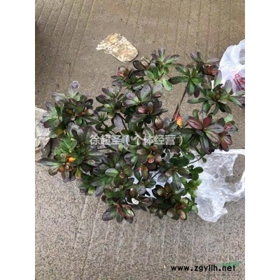 法國冬青（青珊瑚）1.5-1.8米，價格4-6.5元