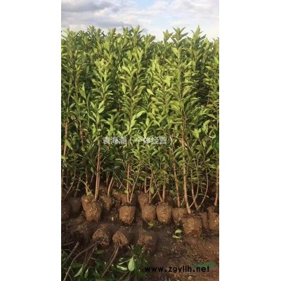 法國冬青1.5米3塊5上車價，1.8米4塊上車價，量大優(yōu)惠