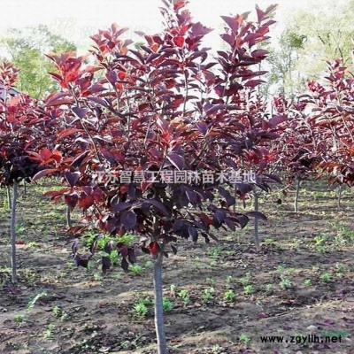 30公分金森女貞價格苗庭院綠化觀葉好養(yǎng)活四季常綠金森女貞球樹苗金葉女貞苗