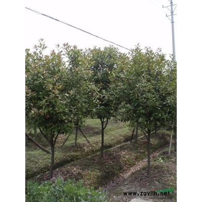 紅葉石楠球高度120 冠幅120~130 上車價格50塊 數