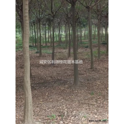 湖北供應金森女貞球 各類工程用苗規格*