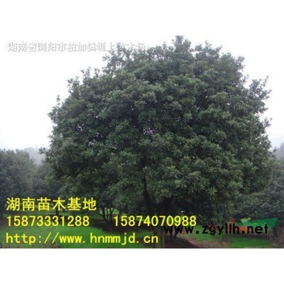 法國冬青-法國冬青價(jià)格-批發(fā)優(yōu)質(zhì)法國冬青-湖南法國冬青基地