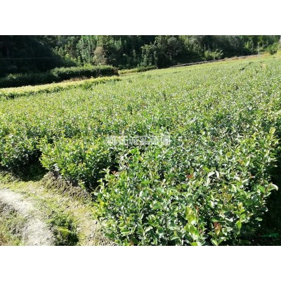 福建油茶苗，高產油茶苗，黃金果小子油茶苗，有裸根苗和杯苗