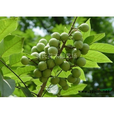 浙江紅葉石楠球供應 浙江紅葉石楠球價格 出售紅葉石楠球