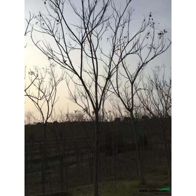 金邊黃楊行情報價\金邊黃楊圖片展示