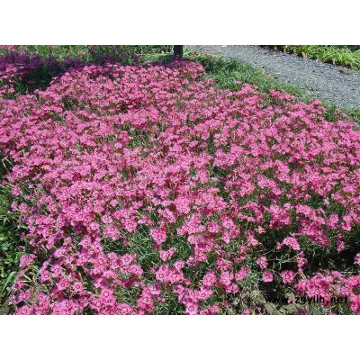 金葉大花六道木