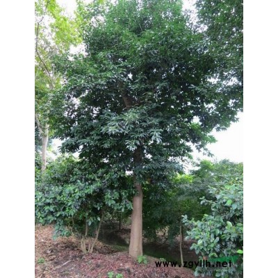 浙江厚皮香*新報價/厚皮香圖片