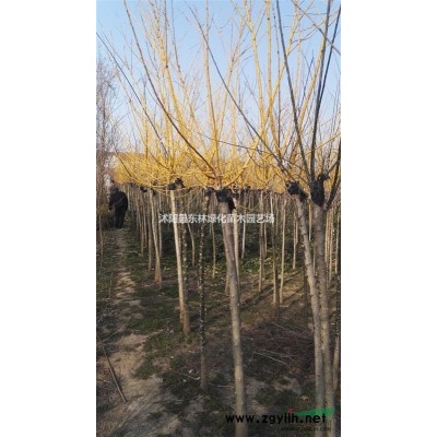 荷蘭菊、紫花地丁、大花六道木、狼尾草、沿階草