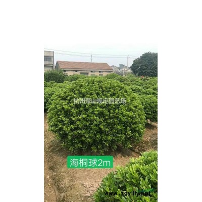 杭州蕭山供應地中海莢蒾小杯苗：大杯苗