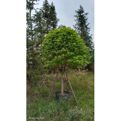 8/10/12公分桂花樹假植苗