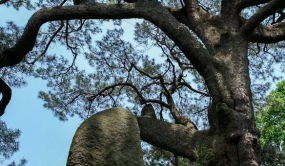 浙江推進重點提案辦理 凝聚古樹保護合力