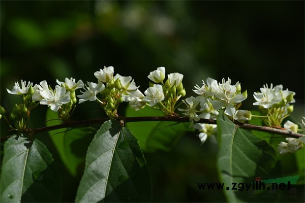 花色潔白的平當樹花朵簇擁成團 (4).jpg