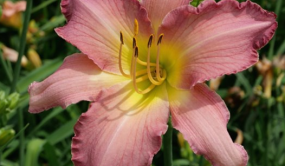 上海應用技術大學發布三個萱草優秀新品種