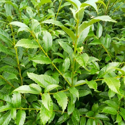 苦櫧袋苗 苦櫧苗 苦櫧小杯苗