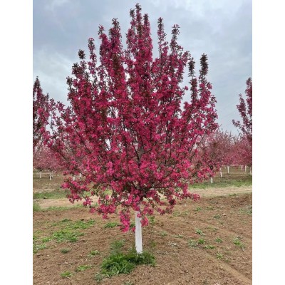 出售北美海棠3公分5公分8公分10公分山東