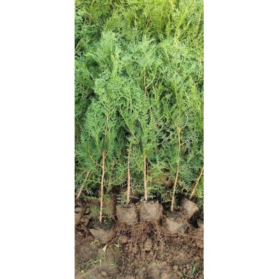 出售側(cè)柏杯苗